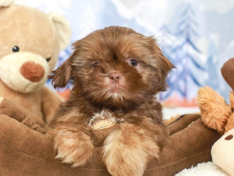 Shih Tzu
