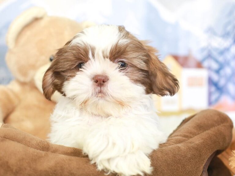 Shih Tzu