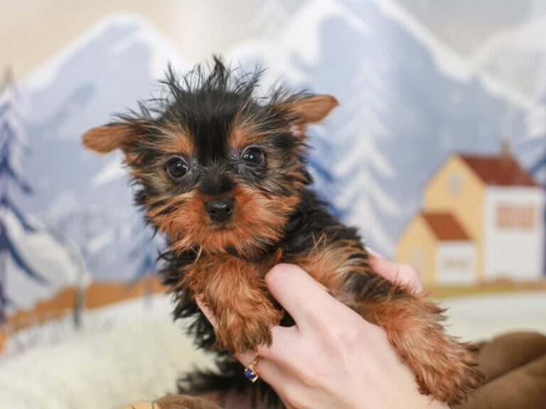 Yorkshire Terrier