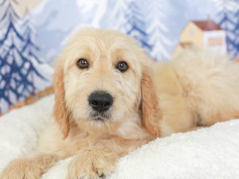 Goldendoodle