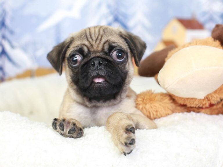 Pug