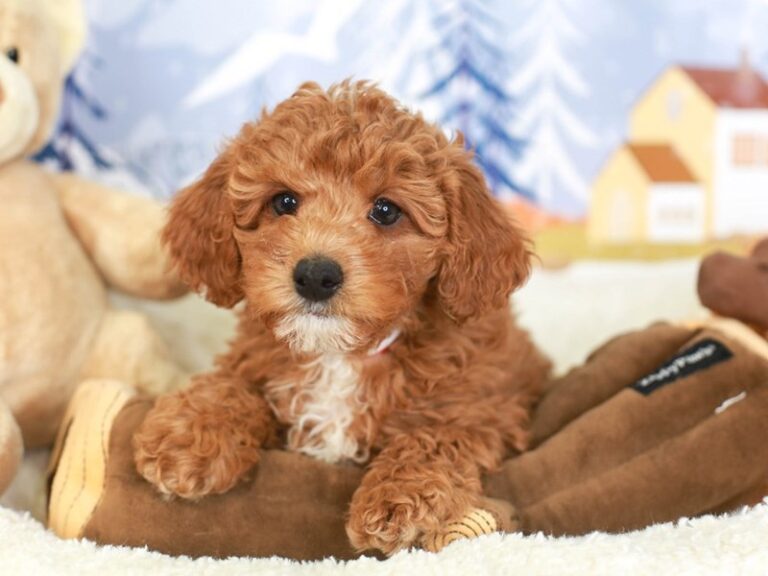 Mini Labradoodle
