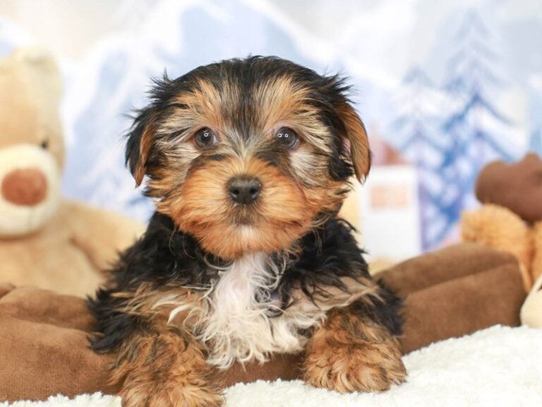Yorkshire Terrier