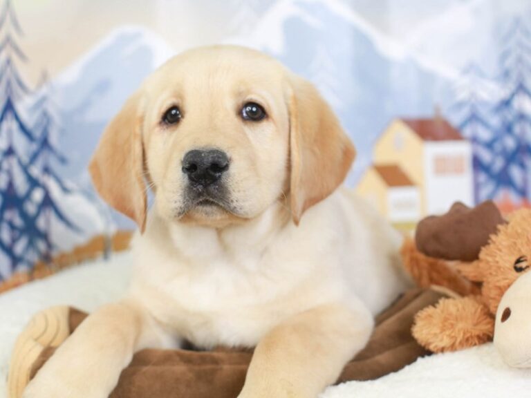 Labrador Retriever
