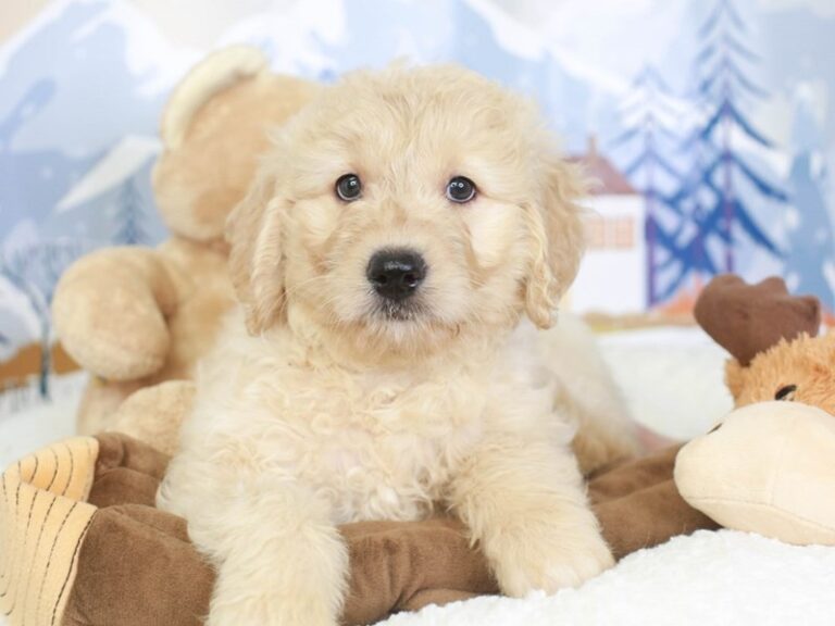 Goldendoodle