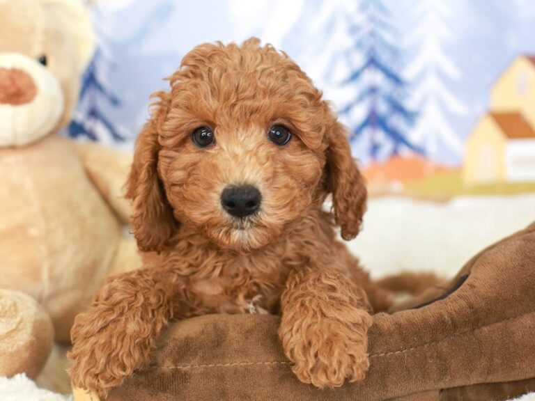 Mini Labradoodle