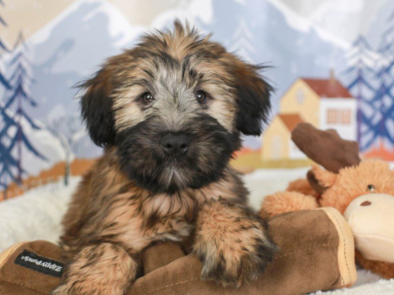 Soft Coated Wheaten Terrier-Male-WHEAT-3406534-Animal Kingdom | Puppies N Love