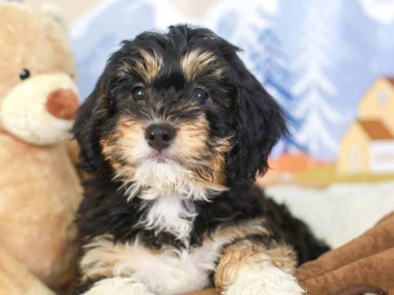 Mini Bernedoodle