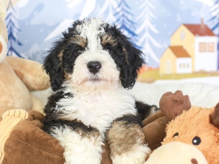Mini Bernedoodle