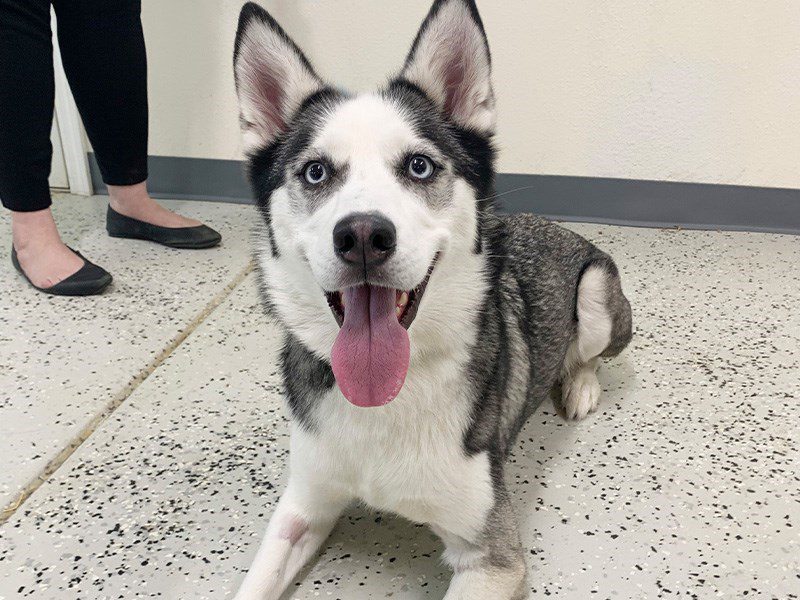 Siberian Husky-Female-BLACK/WHITE-3388412-Animal Kingdom | Puppies N Love