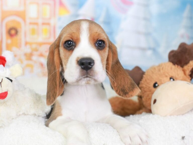 Beagle