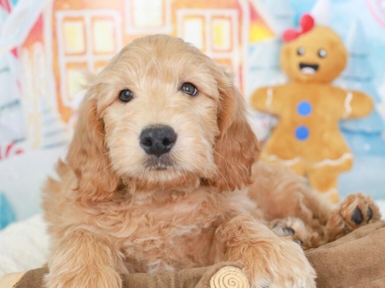 Goldendoodle