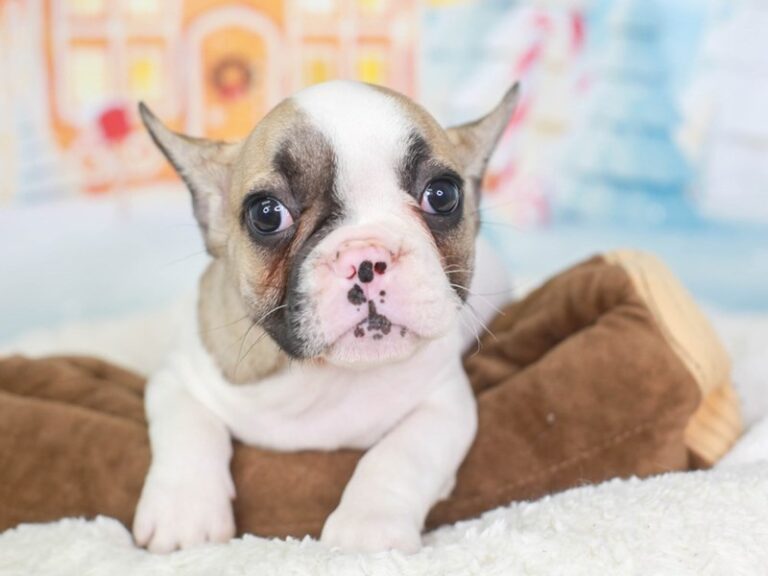 French Bulldog