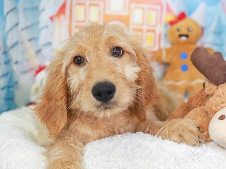 Goldendoodle