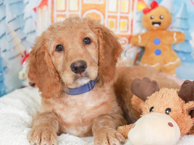 Mini Mountain Goldendoodle
