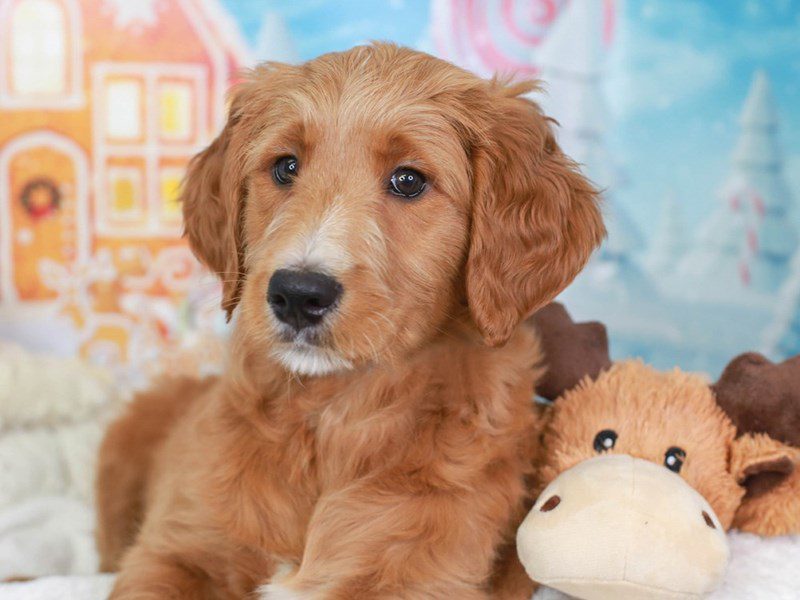 Mini Mountain Goldendoodle-Female-Red-3414946-Animal Kingdom | Puppies N Love