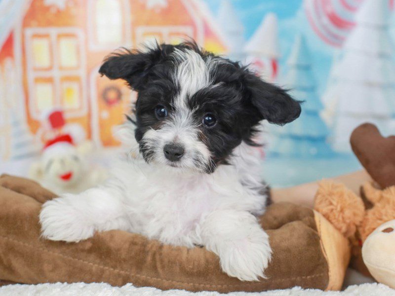 Aussiechon-Male-BLACK & WHITE-3415490-Animal Kingdom | Puppies N Love