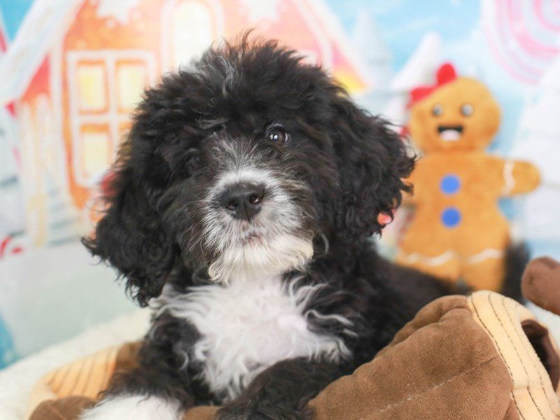 Bernedoodle-Female-BLACK & WHITE-3415897-Animal Kingdom | Puppies N Love