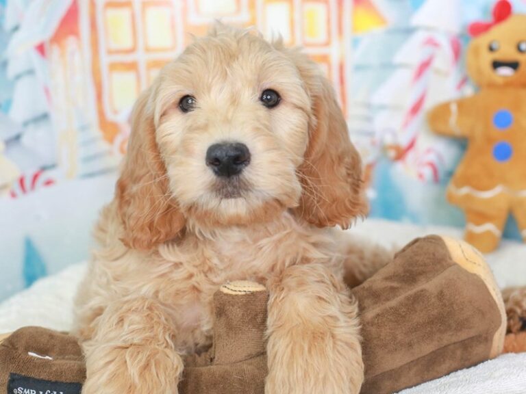 Goldendoodle