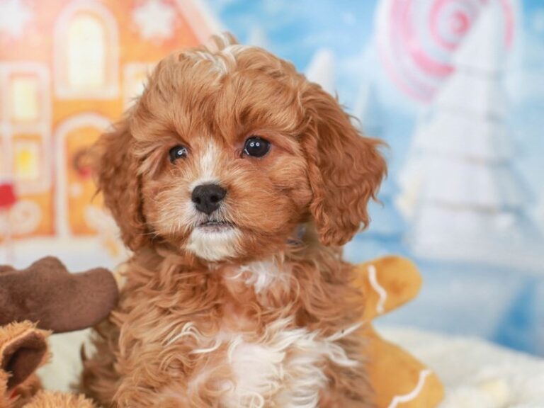 Cavapoo
