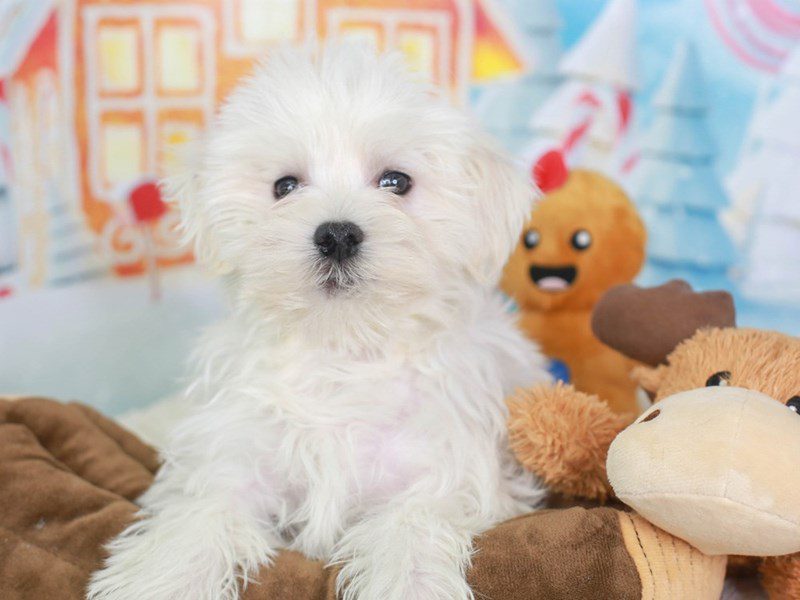 Morkie-Male-CREAM-3415940-Animal Kingdom | Puppies N Love