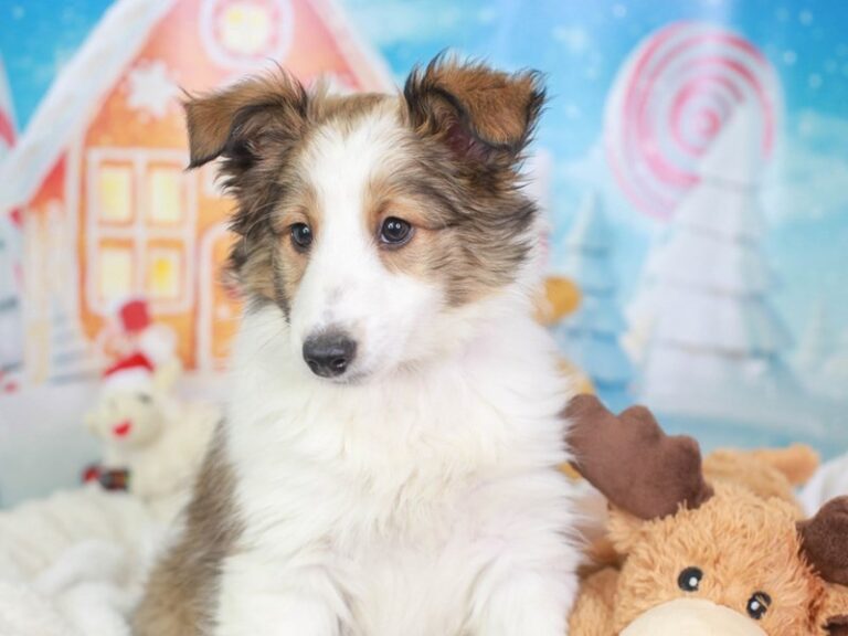 Shetland Sheepdog