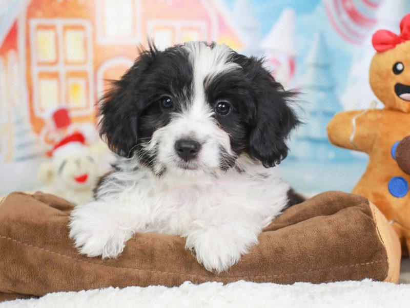 Aussiechon-Male-BLACK & WHITE-3415488-Animal Kingdom | Puppies N Love