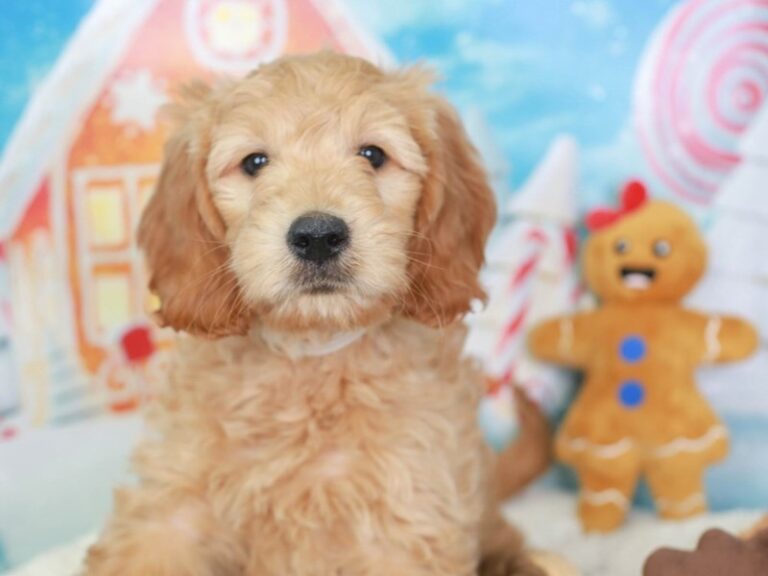 Goldendoodle