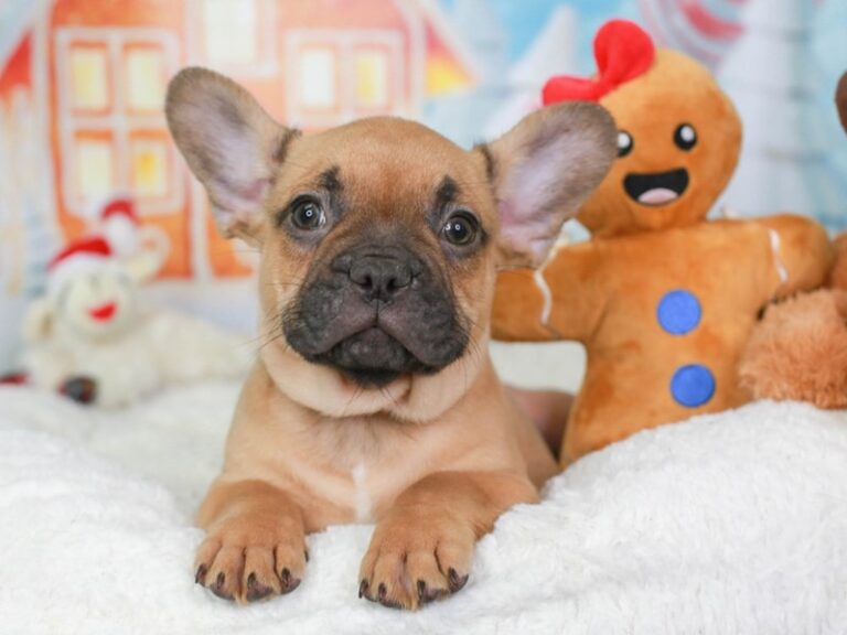 French Bulldog