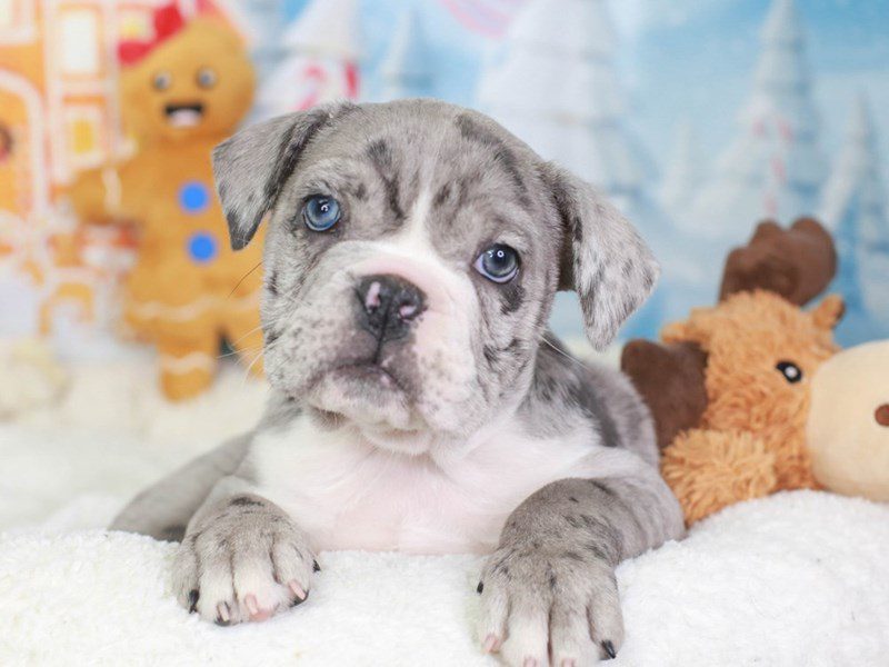 Victorian Bulldog-Female-Blue Merle-3416566-Animal Kingdom | Puppies N Love