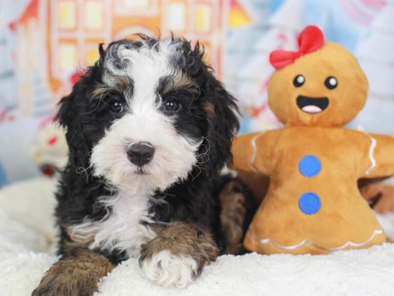 Mini Bernedoodle