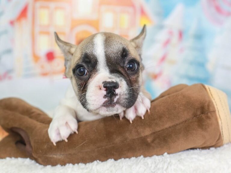 French Bulldog