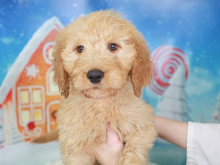 Goldendoodle