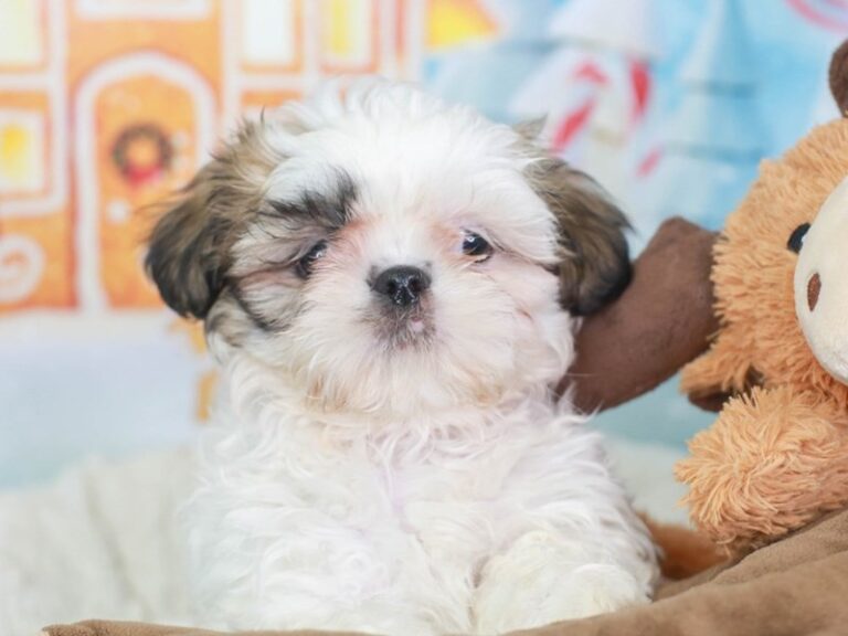 Shih Tzu