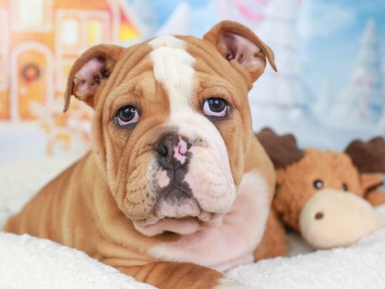 English Bulldog