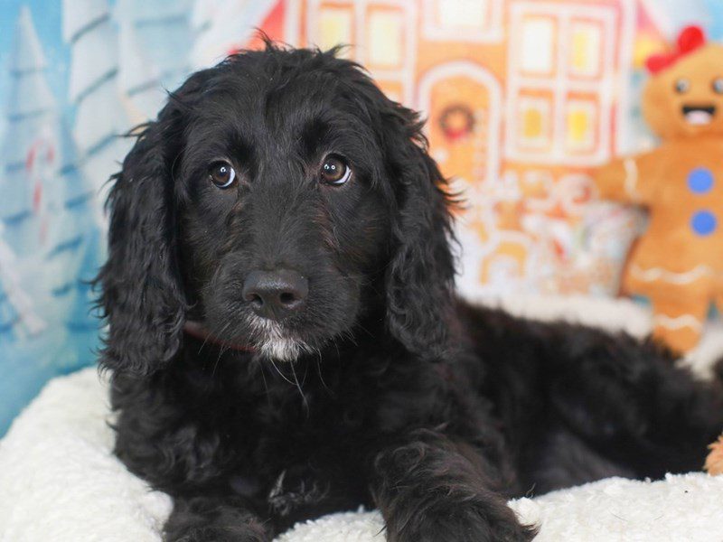 Mini Mountain Goldendoodle-Female-Black-3414953-Animal Kingdom | Puppies N Love