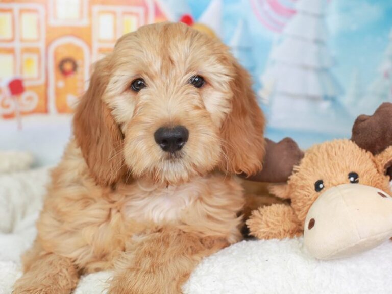 Mini Mountain Goldendoodle