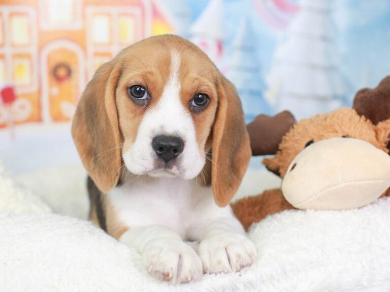Beagle