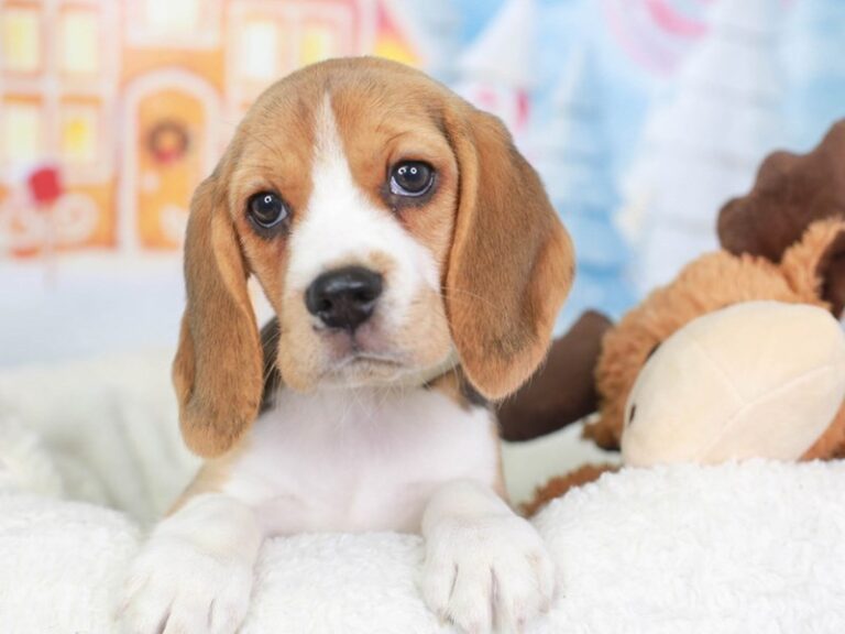 Beagle