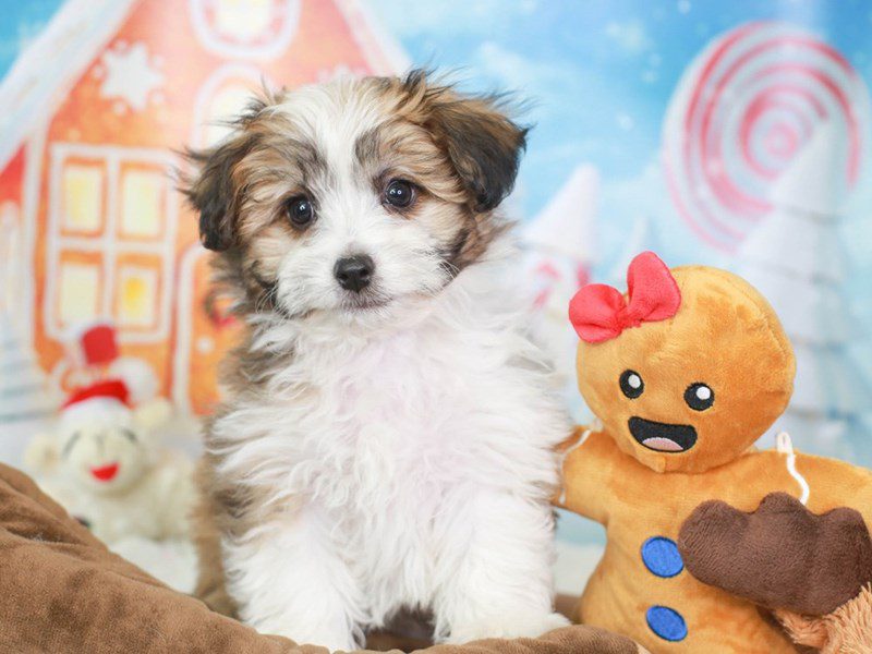 Aussiechon-Male-GOLDEN WHITE-3415491-Animal Kingdom | Puppies N Love