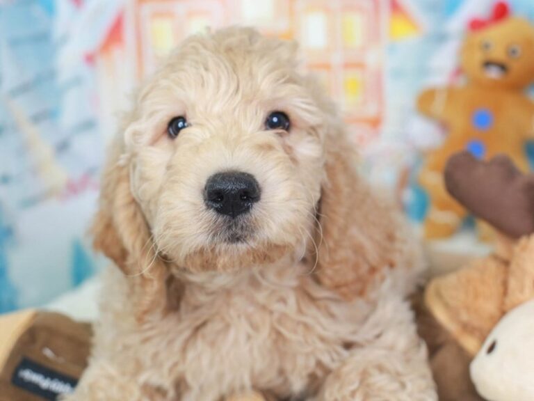 Goldendoodle