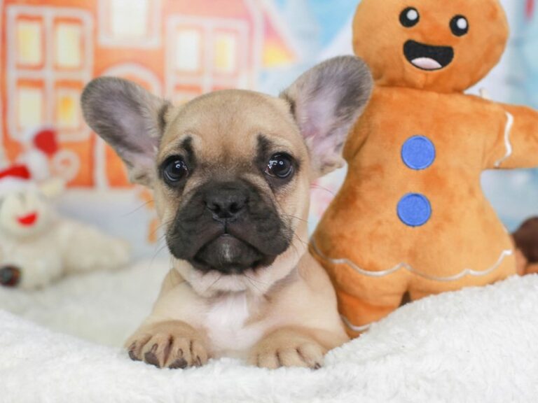 French Bulldog