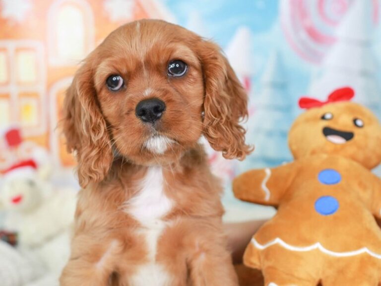 Cavalier King Charles