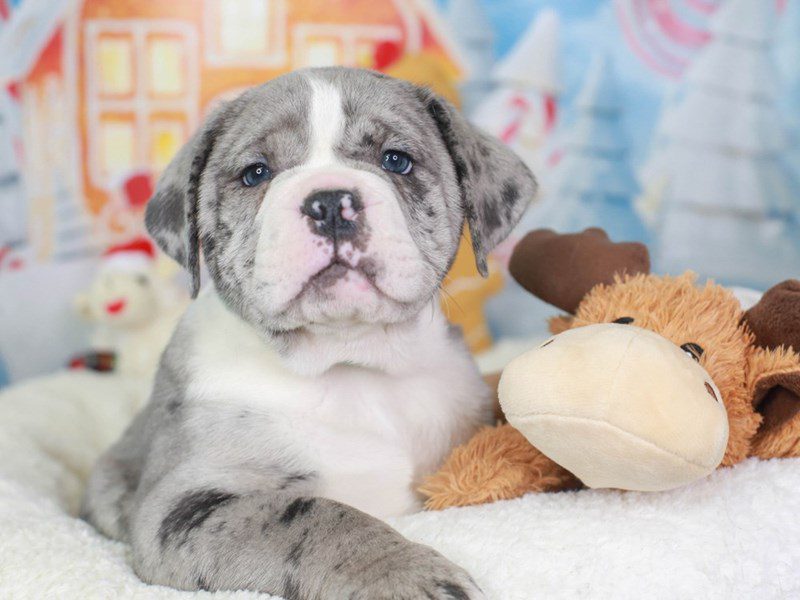 Victorian Bulldog-Male-Blue Merle-3416565-Animal Kingdom | Puppies N Love