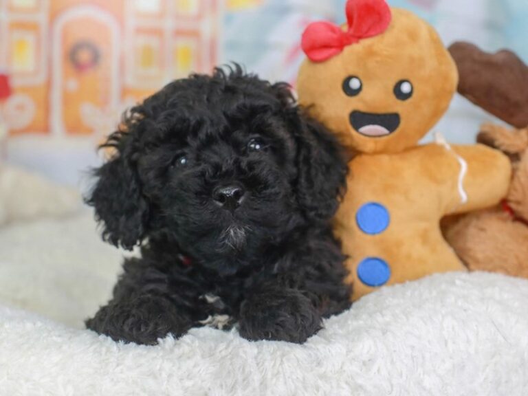 Shih Poo