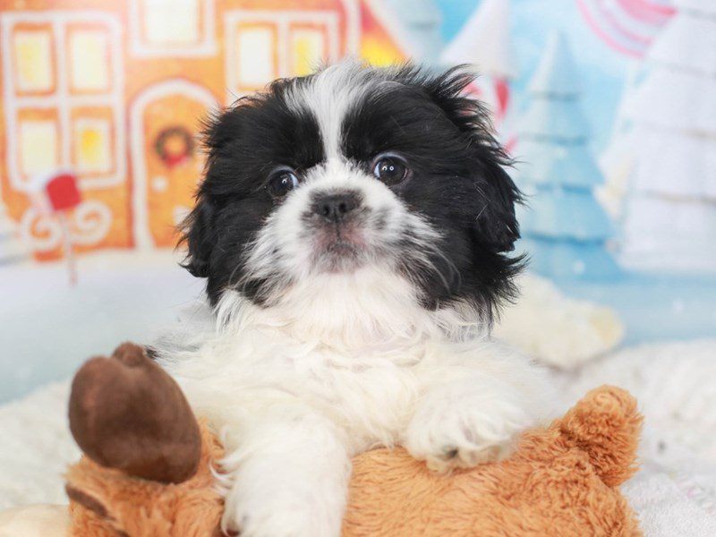 Pekashih-Male-BLACK/WHITE-3415901-Animal Kingdom | Puppies N Love