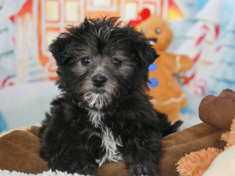 Shih Poo
