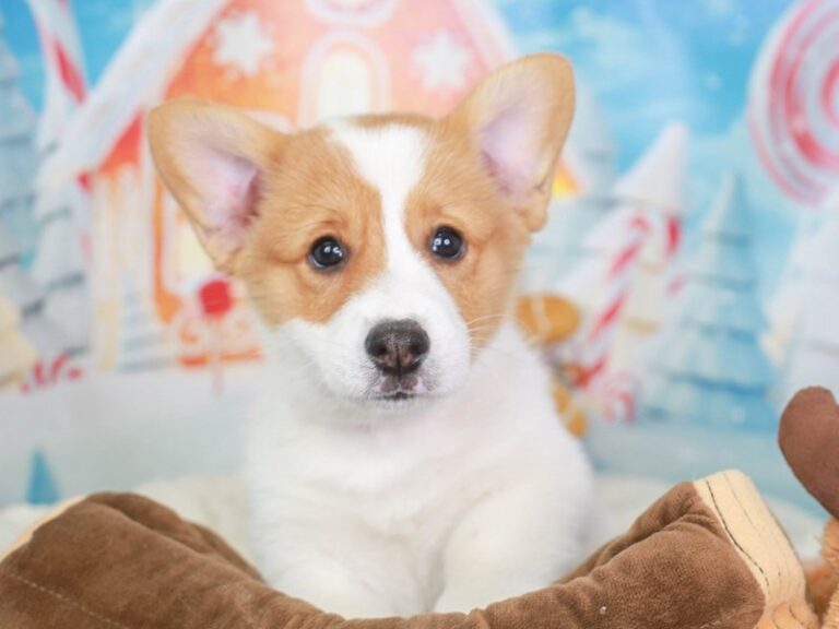 Pembroke Welsh Corgi