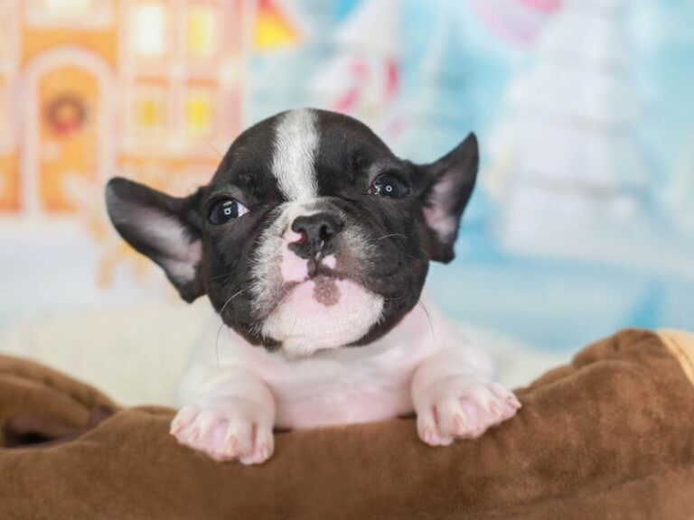 French Bulldog