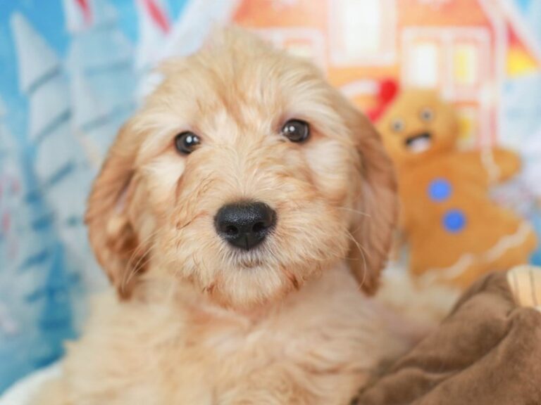 Goldendoodle